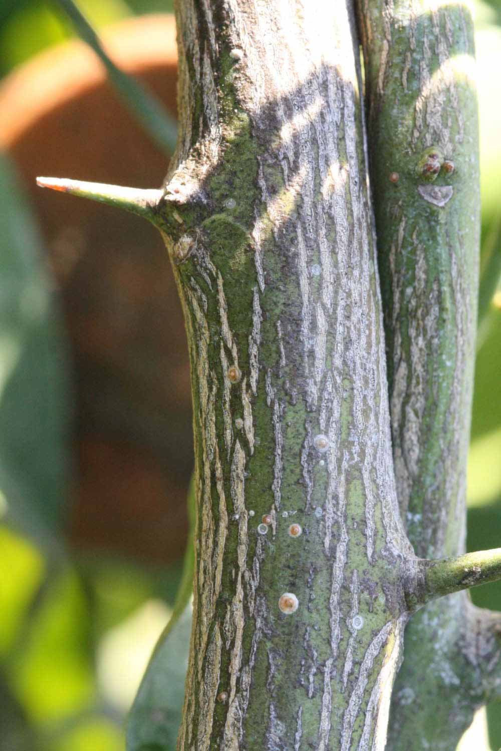              Second - third year twig (Riverside, CA)       